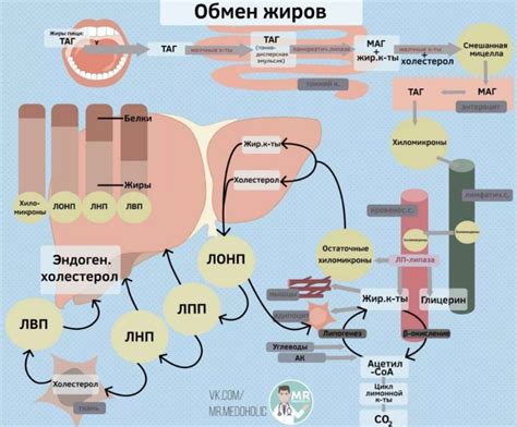 Механизмы утилизации жирового компонента в организме при состоянии недостатка пищи