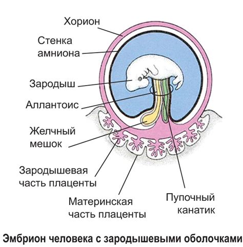 Механизмы формирования структуры желтовой оболочки в отсутствие наличия эмбриона