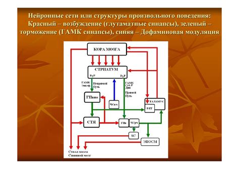 Механизмы функционирования