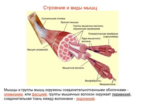 Механизм воздействия на мышцы