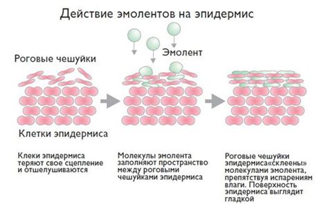 Механизм действия арбутина на эпидермис