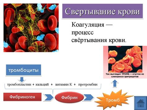 Механизм действия витамина К2 на свертываемость крови