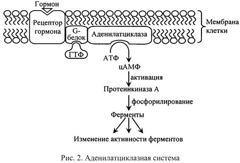 Механизм действия гормона