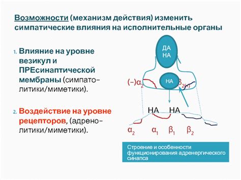 Механизм действия и особенности функционирования