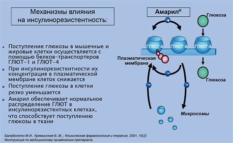 Механизм действия и преимущества глютамина