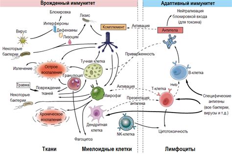 Механизм реакции организма