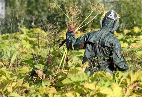 Механические способы уничтожения вредителей