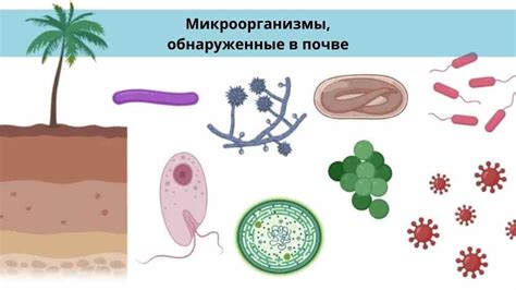 Микроорганизмы