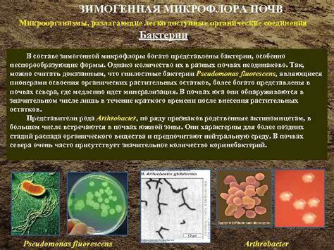 Микроорганизмы и химические соединения: основные угрозы при воздействии на кожу