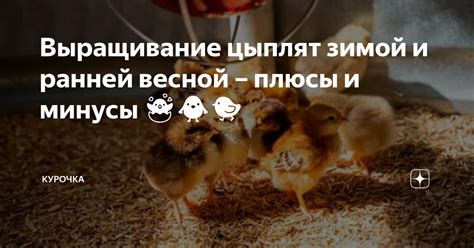 Минусы забирания цыплят