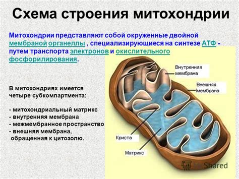 Митохондрии: процесс деления