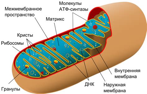 Митохондрии: энергетические "заводы" клетки