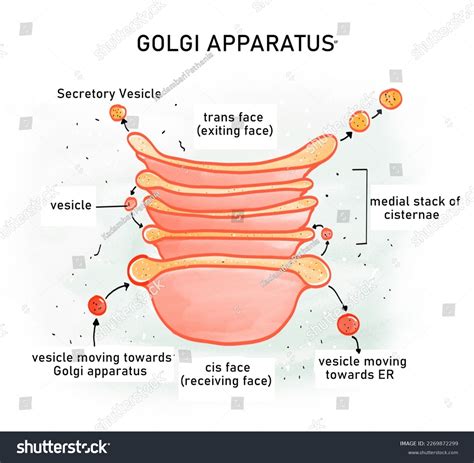 Миф о наличии Golgi-apparatus