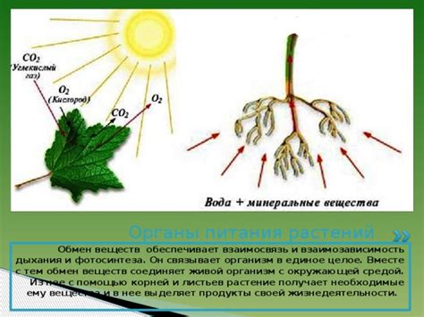 Многофункциональность и взаимозависимость растений