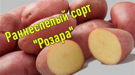 Можно ли заменить горох на мелкую картошку? Рекомендации