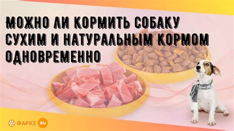 Можно ли кормить охотничью собаку сухим кормом