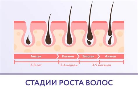 Можно ли повлиять на интенсивность роста волос на подмышках