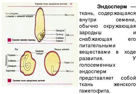 Молекулы: химический состав и структура молодых растений