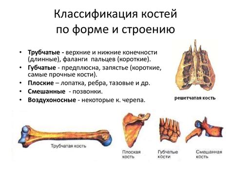 Молоко и костная система