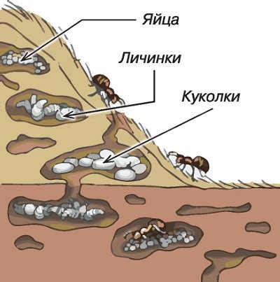 Муравьиная база: устройство и организация