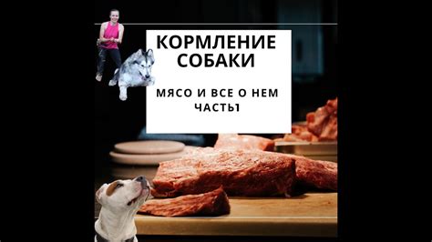 Мясо в рационе собаки: основные принципы