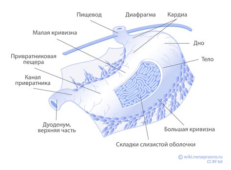 Нагруженный желудок