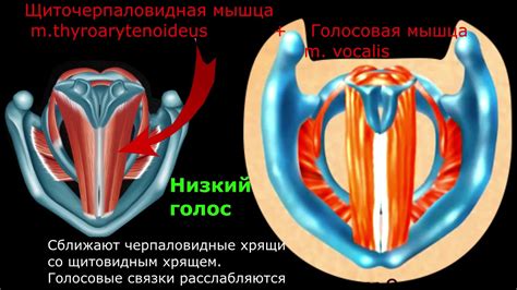 Нагрузка на голосовые связки