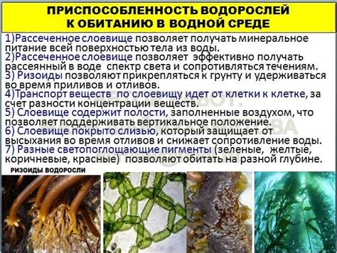 Наличие водорослей и растительности