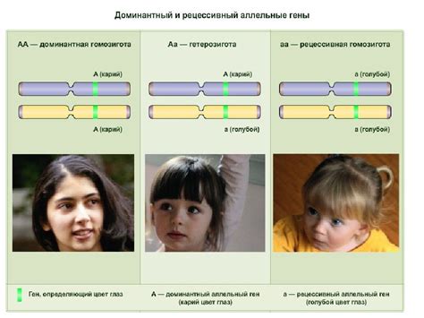 Наследственность и особенности организма