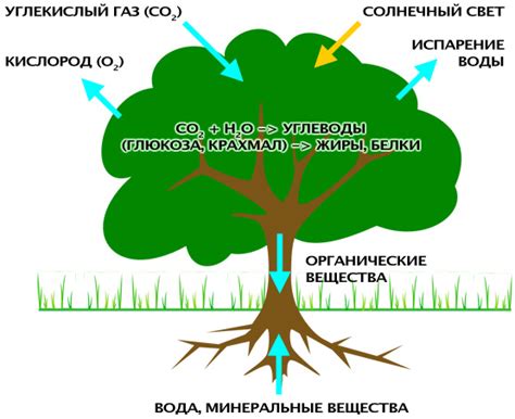 Насыщение растений водой и их плодовитость