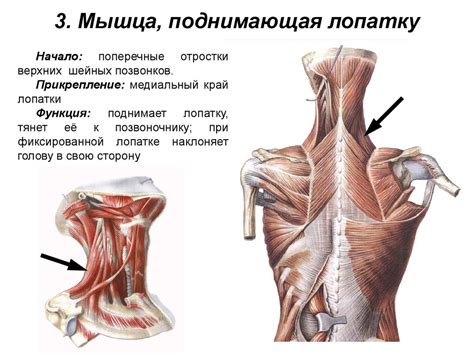 Начало работы и создание туловища