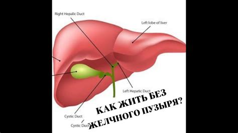 На организм без желчного пузыря