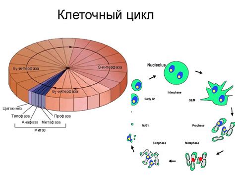 Невероятное значение этой клетки в химии