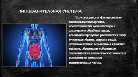 Негативные последствия для функционирования пищеварительной системы