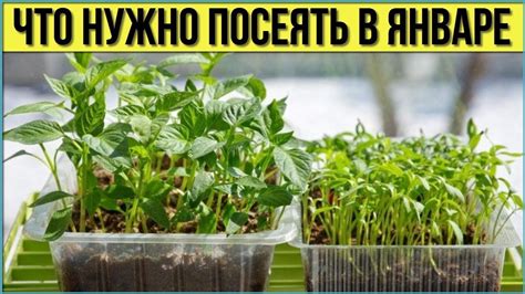 Недостатки в домашних условиях