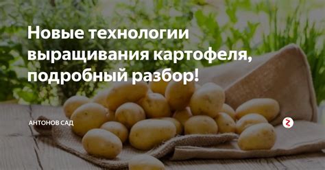 Недостаточное знание технологии выращивания