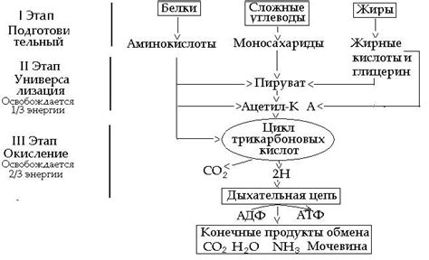 Нейтрализация кислотных продуктов обмена