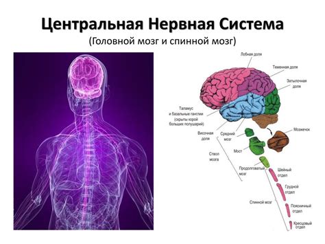 Нервная система и ее влияние на работу организма