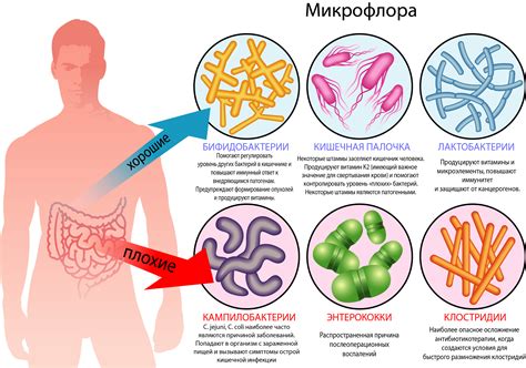 Несбалансированная микрофлора организма