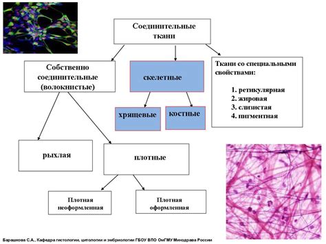 Новые направления изучения состояния тканей при морозах до воспалительной реакции