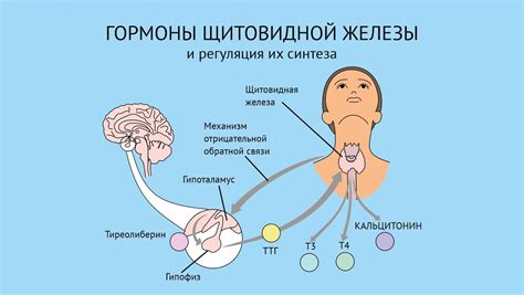 Нормальный сон и его роль в работе щитовидной железы