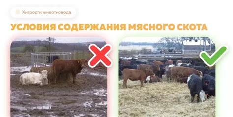 Обеспечьте оптимальные условия содержания