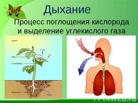 Обмен веществ и дыхание у губоковых организмов