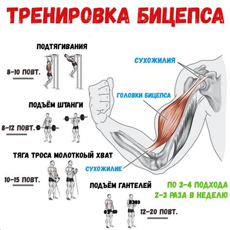 Обратные подтягивания для прокачки бицепсов