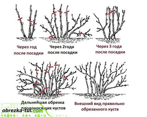 Обрезка и формирование куста черемухи