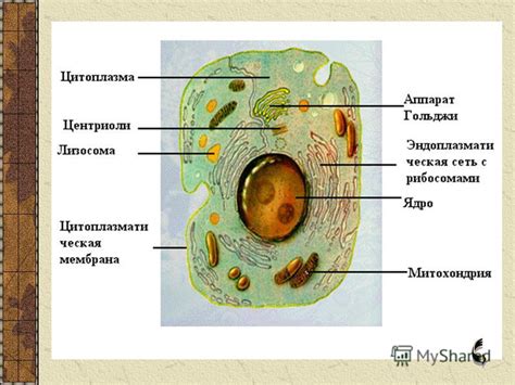 Общие черты двух типов клеток