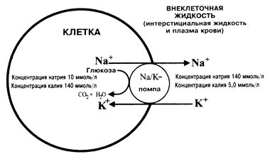 Объем жидкости и натрия в организме