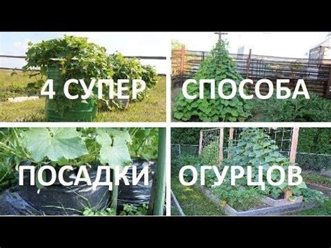 Овощной огород: способы обучения и развития детей