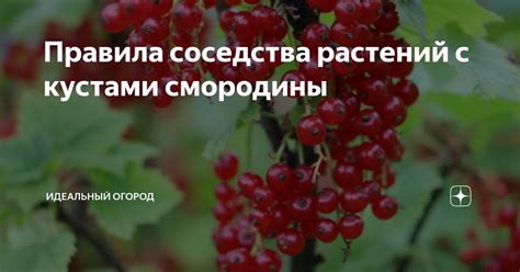 Оказывайте поддержку: важность своевременного соседства растений с рукколой и базиликом