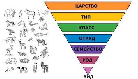 Онтогенез в животном мире